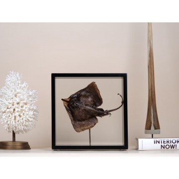 Whiptail Stingray glass...
