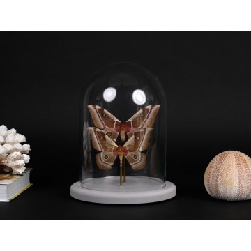 Bunaea aslauga couple dome