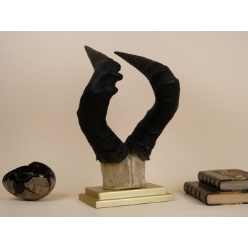 Red hartebeest set of horns
