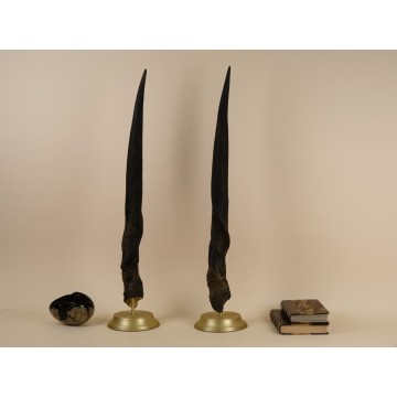 Female Cape Eland antelope...