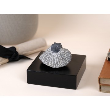 Metacanthina barrandei in...