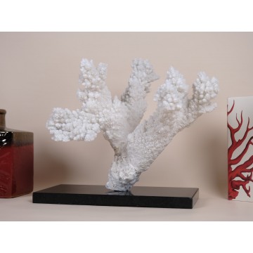 Acropora florida - Branch...