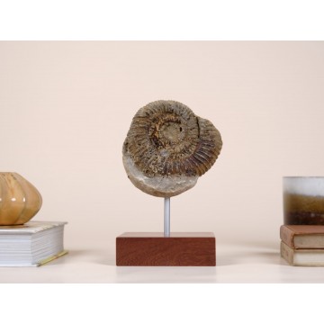Perisphinctes sp. Ammonite