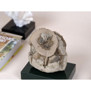 Natural Septarian nodule