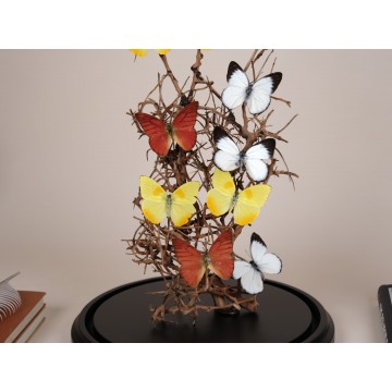 Phoebis philea, Appias nero...