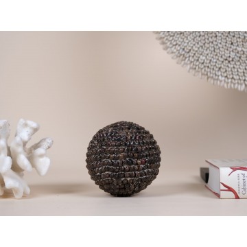 Umbonium vestiarium Shell ball