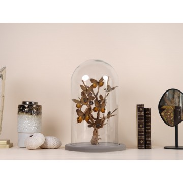 Pierella hypsea and...