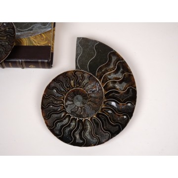 Cleoniceras besairiei