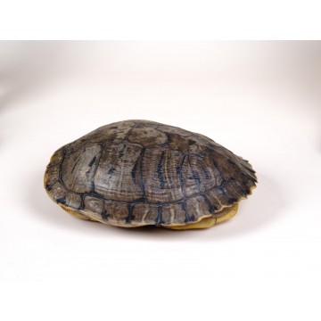 Trachemys scripta Turtle