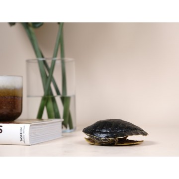 Trachemys scripta Turtle