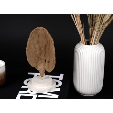 Sponge species