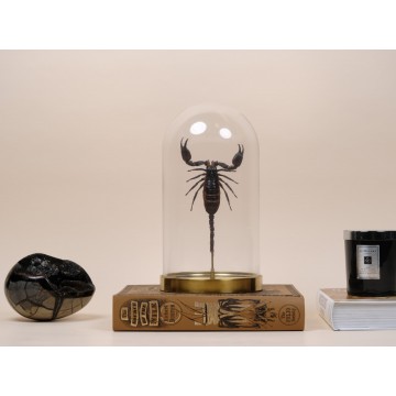Heterometrus laoticus -...