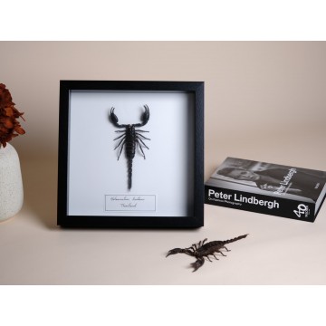 Heterometrus laoticus -...