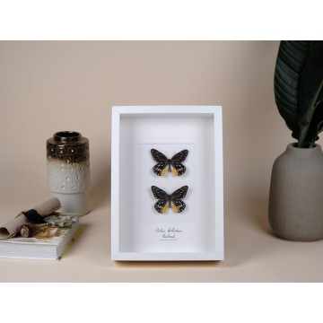 Delias belladonna frame