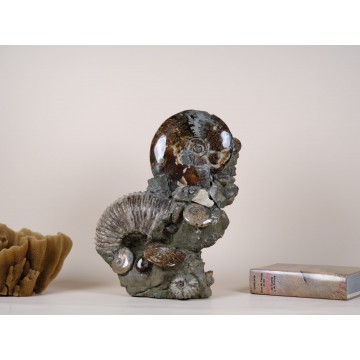 Opalized Cleoniceras group