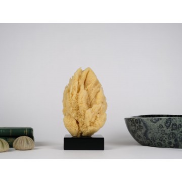 Yellow Hardhead Sponge