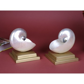 Polished Nautilus pair