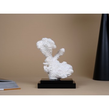 Pocillopora Eydouxi coral