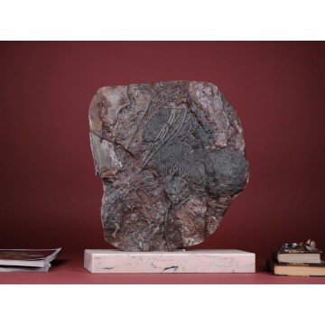 Fossil Crinoid -...