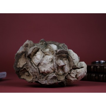Natural Septarian nodule