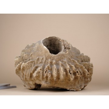 Giant Barrel Sponge