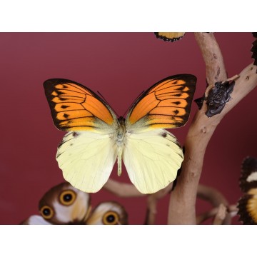 Asian and African...