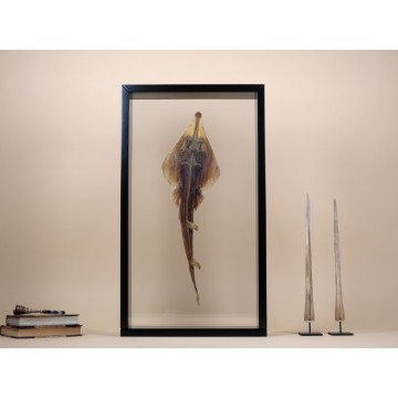 Guitarfish shark