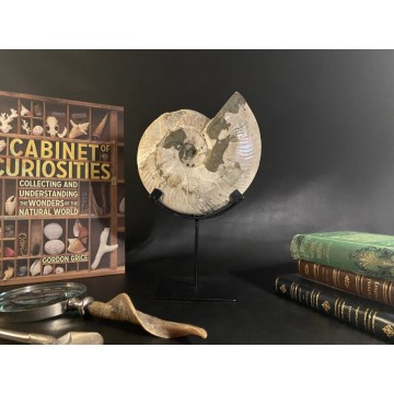 Cleoniceras besairiei...