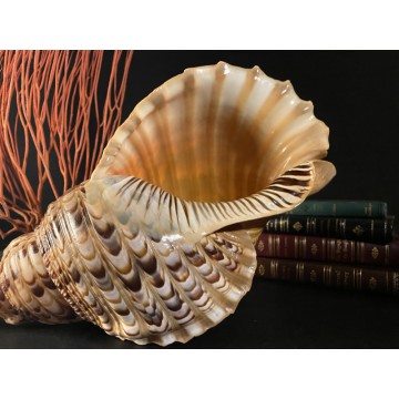 Giant Triton - Charonia...