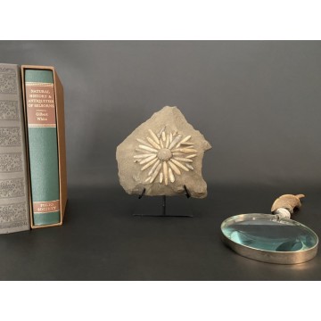 Fossil sea urchin -...