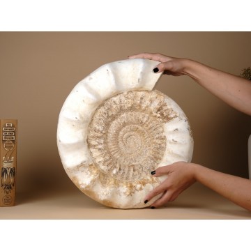 Huge Kranaosphinctes rabei