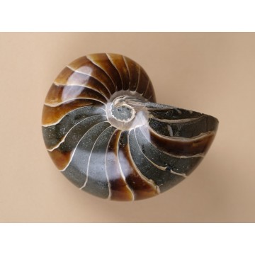 Polished Nautiloid
