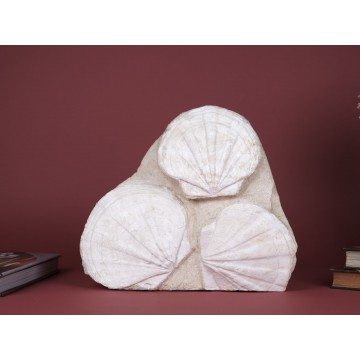 Gigantopecten restitutensis