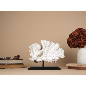 Millepora exaesa - Fire coral