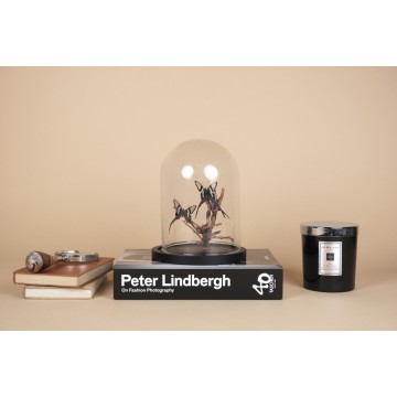 Lamprotera curius dome