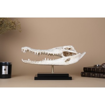 Crocodylus skull