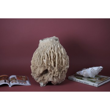 Giant Barrel Sponge