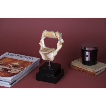 Spotted Eagle Ray jaws