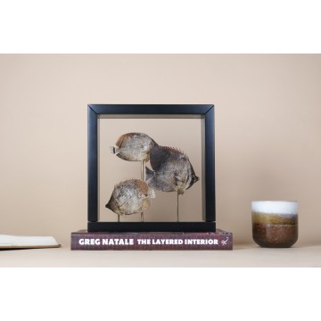 Butterfly Fish Vitrine