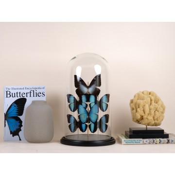 Morpho achilles, cisseis...