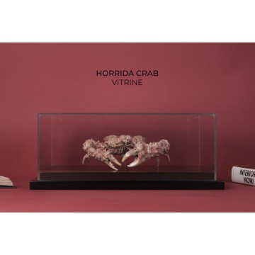 Horrida crab vitrine