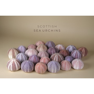 Scottish Sea Urchins