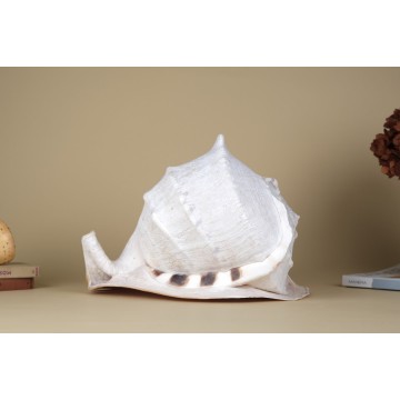 Giant Cassis cornuta