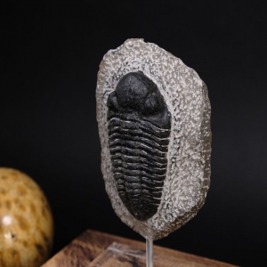 Phacops sp. from the Middle Devonian period ( 395 million years ) of  the Djebel Issoumour area, Atlas Mountains - Morocco.

Prepared and restored, excellent for beginner collectors or as decor piece, in an acrylic base.

#phacops #middledevonian #marocco #fossil #trilobite #fossillovers #fossildecor #homedecor #decor #interiordesign #interiordecor #homedesign #uniquepieces #piezasunicas #designdeinteriores #interiorismo #fossiles #decoracion #beoneofakind