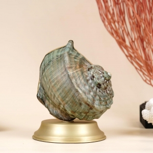 Turbo marmoratus, from Indonesia, mounted in a handmade work in brass.

Known as the Green Turban or the Marbled Turban it’s the largest species of marine gastropod with a thick calcareous operculum in the family Turbinidae, the turban snails.

One of a Kind piece ⚡️

#turbomarmoratus #uniquepieces #motherofpearl #greenturban #homedecor #homedesign #exclusivepieces #designpieces #designinterior #interiordecor #decoraçãodeinteriores #pecasexclusivas #interiorismo #interiorpieces #decor #decoração #brass #piezasunicas #naturepieces #naturalhistory #oneofakind