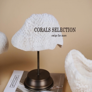 Find out our coral selection 🪸 for a different Xmas gift 🎁 

#corals #coralsgiftset #homedecor #christmasgift #specialpieces #specialgifts #uniquepieces #corallovers #beoneofakind