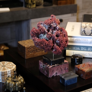 Tubipora musica coral displayed in your home decor, bringing Nature indoor 👌
Find out more One of a Kind pieces in our website, all supplied with CITES certificate.

www.oneofakind.pt

Choose One of a Kind,
Be One of a Kind ⚡

#tubiporamusica #redcoral #naturalcoral #interiordecor #interiores #interiorismo #naturaldecor #homedecor #livingroomdecoration #uniquepieces #exclusivedecoration #beoneofakind #coraldecor #interiordesign #interiores #corales #piezasunicas #oneofakind