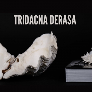 Beautiful Sand clam - Tridacna derasa, this is an endangered species, from Australia.

Supplied with CITES certificate. 

#tridacnaderasa #sandclam #homedecor #uniquepieces #nature #sea #interiordesign #interiordecor #interiorismo #interiorpieces #oneofakind #sealovers #pecasunicas #beoneofakind