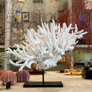 . Unique Nobilis Coral. 

Special size piece for your home decor. 
Get inspired by our Corals selection . 
Be one of a kind 🔥

#corals #coralsdecor #homedecor #uniquepieces #exclusivepieces #interiorismo #corales #corais #decoracaodecasa #interiordesign #interiordecor #interiors #homedesign #oneofakind #naturedecor #naturedesign #pecasunicas #naturalhistory #beoneofakind