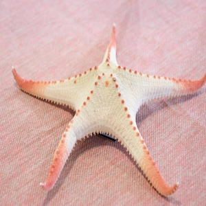 ⭐ Superbus sea star, it belongs to Oreasteridae family and simply turned into a decor complement. A natural and beautiful detail, it fits in every corner!
Soon with some more news of Marine Life, stay curious 🌊Choose One of a Kind ⚡

#beoneofakind #seastar #marinelife #marinedecor #naturedecoration #interiordecor #marinedecoration #sea #decor #decoração #interiorismo #naturaleza #natureza #oneofakind